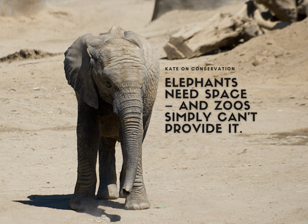 Elephants Want House – and realistically, zoos merely can’t present it.