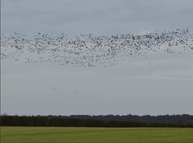 flock-of-pink-feet-geese-North-Norfolk-Safari