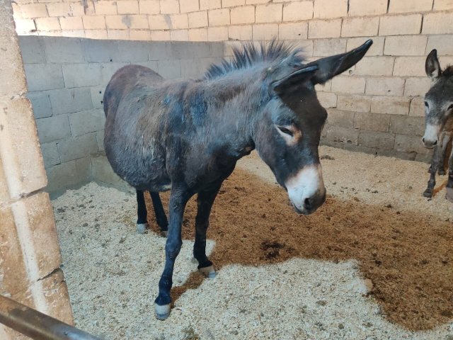 Rumi donkey mare