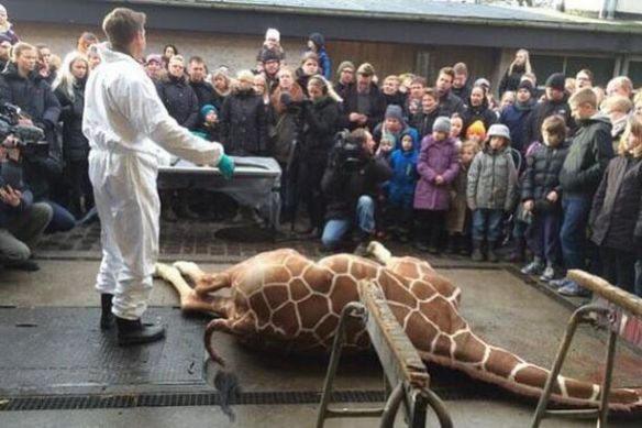 Marius the giraffe, Copenhagen Zoo