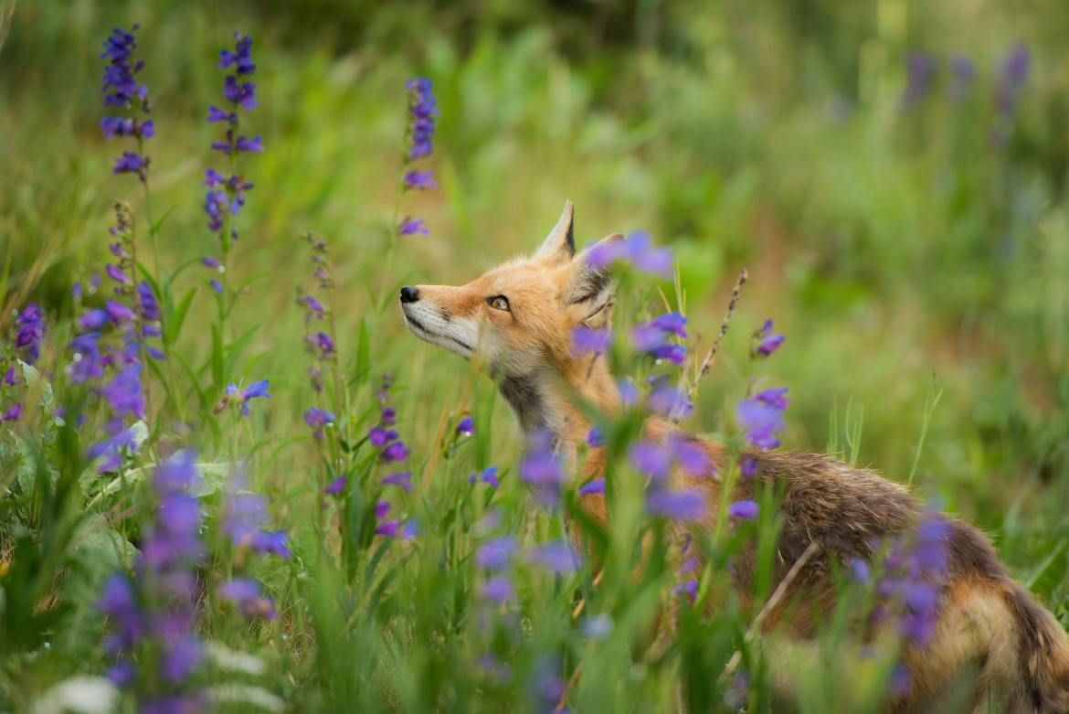 fox-in-the-flowers-by-nathan-anderson