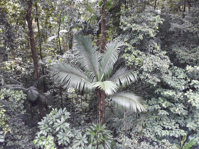 palm tree in the Babonneau rainforest